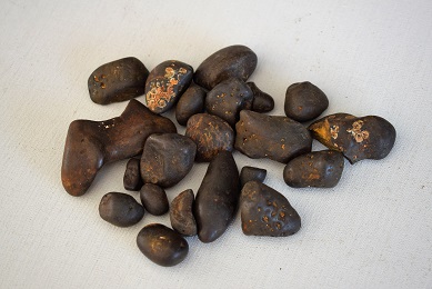 coprolite